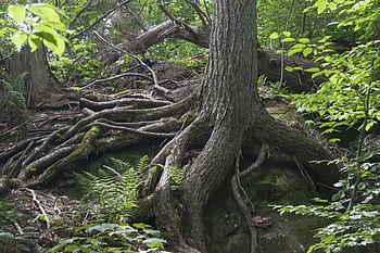 forest, tree roots, resilience
