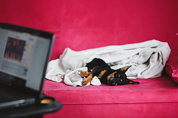 かわいい、 子犬、 ピンク、 ベッド、 犬、 ペット、 動物、 睡眠、 愛らしい、 小型犬、 ピンクのベッド