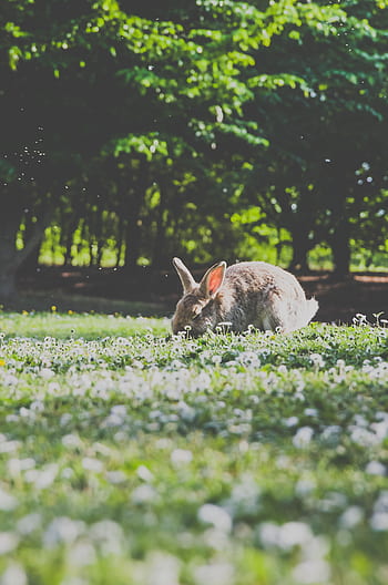 rabbit, pet, animal, green, grass, flowers, blur, bokeh, outside, trees, plants