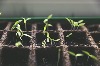 germoglio verde, pianta, allevamento, frutto di pomodoro, giardino, Casa & Giardino, raccogliere, verde, cultura del piatto, allevamento di pomodori, baltt