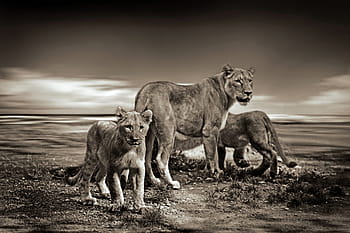 sepia, foto, leona, dos, cachorros, león, leones, animal salvaje, safari, animal, fauna