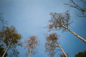Kantor, tinggi, langit-langit, hutan, langit, pohon, alam, cabang, biru, di luar ruangan, daun