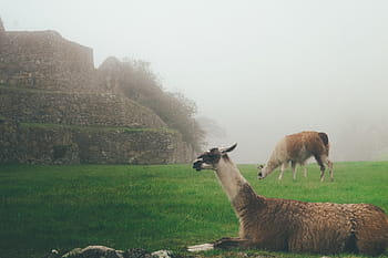 marron, blanc, animal, vert, herbe, deux, lama, champ, pelouse, paysage, brouillard