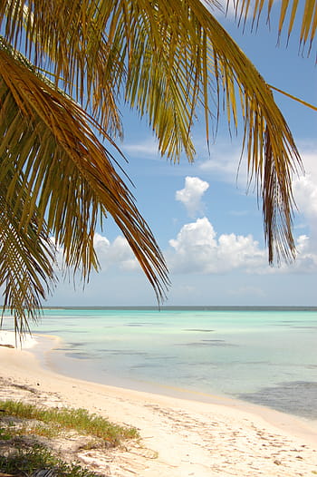coconut tree, beach, seaside, seashore, shore, foreshore, dominican republic, palm
