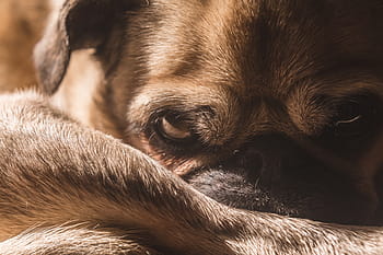 focus photography, adult fawn pug, brown, pug, dog, animal, pet, pets, one animal, animal themes, domestic animals