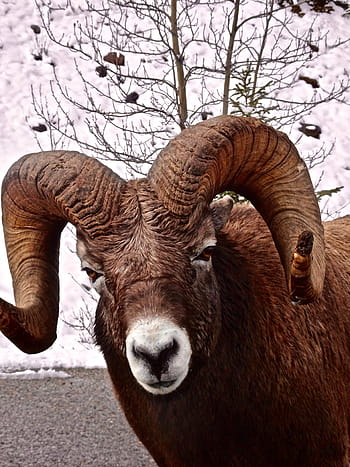 ovce tlustorohá, RAM, volně žijících živočichů, hora, rohatý, hlava, Kanada, ovce, velký, roh, divoký