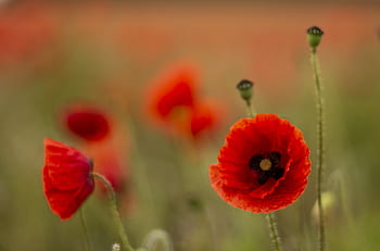 giorno della Memoria, papavero, armistizio, pace, esercito, militare, campo, rosso, fiore, guerra, memoriale