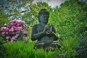 gautama 부처님 동상, 꽃이 만발한 나무, 동상, 부다, 빌다, 돌 그림, 조각, 아시아, 불교, 불, 종교