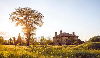 green, grass, flower, outdoor, nature, tree, plant, sky, house, sunny, day