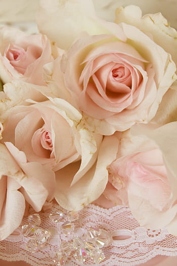 bianca, rosa, Rose, rose rosa, perline, sfondo, giocoso, romantico, nozze, Fidanzamento, invito
