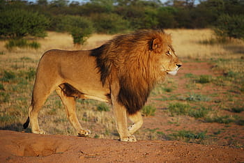 shallow, focus photography, lion, green, bush, pride, predator, mane, cat, lion - Feline, africa