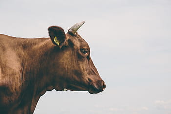 foto, Marrone, mucca, lato, vista, bianca, sfondo, vitello, animale, un animale, temi animali