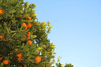 pomeranče, modrý, nebe, oranžový, strom, fotografování, ovoce, listy, pomeranč, citrusové ovoce, zemědělství