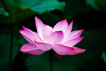 selektivní, zaostřovací fotografie, růžový, lotosový květ, lotus, květ, letní, zen, jezero, Příroda, Čína