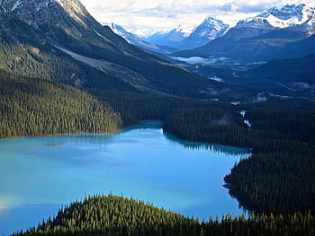 tělo, voda, střední, zelená, hory, tělo z vody, zelené hory, jezero peyto, alberta, Kanada, cestovat