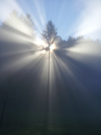 crepuscular rays, fog, tree, mood, sun, beyond, god, faith, nirvana, birth, rebirth