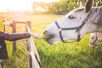 branco, cavalo, menina, alimentação, lindo, cavalo branco, grama, fazenda, doação, mãos, ajuda