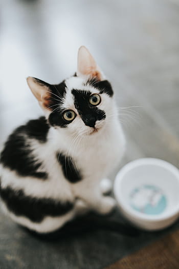 lindo gatito blanco, lindo, blanco, gatito, mascota, gato, gato blanco, gato doméstico, mascotas, animal, felino