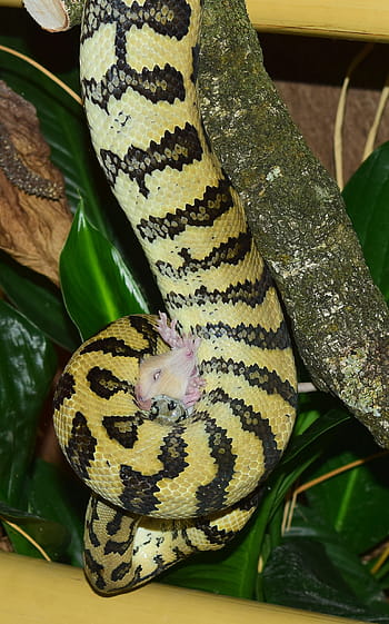 slang, tapijt python, wild dier, dieren wereld, natuur, schaal, patroon, detailopname, constrictor, Australië, mooi