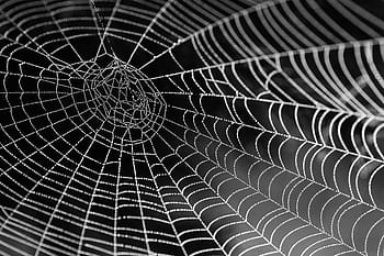 cobweb closeup photography, spider web with water beads, network, dewdrop