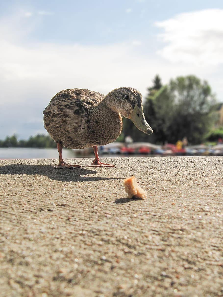 divoká kachna, anatidae, anas platyrhynchos, jídlo, odvážný, zvíře, Příroda, nebe, letní, pták, pláž