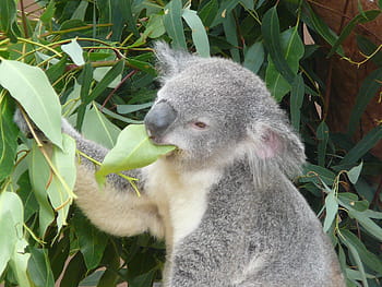 koala eating leaf, koala, australia, zoo, marsupial, wildlife, tree, eucalyptus, bear, mammal, cute