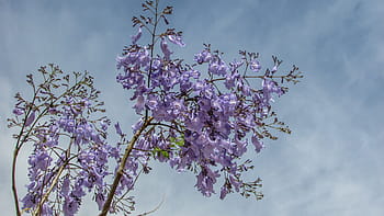 Tree, Flowers, Purple, Spring, Nature, cyprus, flower, growth, beauty in nature