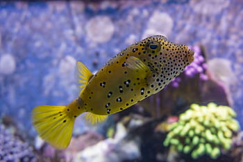 puffer fish, yellow, salt water, tropical, sea, nature, fish, underwater, ocean, aquarium, reef