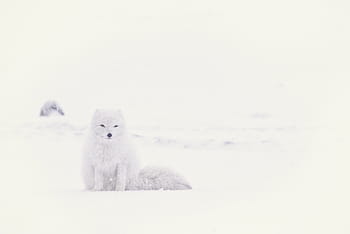 volpe della neve, la neve, inverno, bianca, freddo, tempo metereologico, ghiaccio, natura, artico, animale, orso