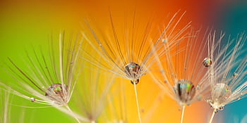 makro záběr fotografie, bílý, Pampeliška květin, kapky vody, pampeliška, barvy, barva, zelená, modrý, žlutá, oranžový