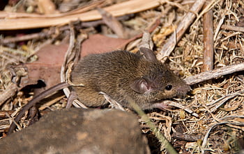 marsupial mouse, marsupial, native, queensland, australia, wild, brown, fur, cute