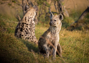 two, hyenas, grass, hyena, africa, botswana, animal, wildlife, safari, animals in the wild, animal wildlife