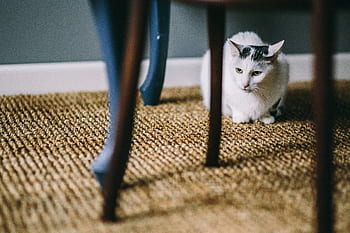 putih, lantai, hewan peliharaan, hewan, kucing, karpet, duduk, hitam, meja