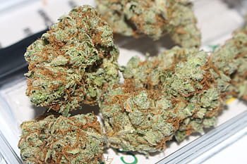 zelený kush, plevel, konopí, marihuana, stoner, hrnec, 420, ganja, kush, zelená, bylina