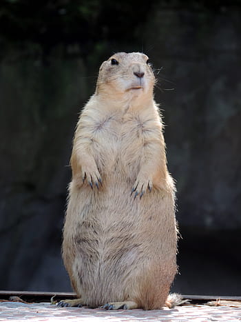 marmot, rodent, mankei, croissant, gophers, fur, fur animal, nature, zoo, cute, watch