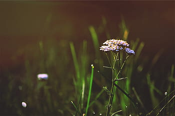 selektywny, skupiać, biały, petaled kwiat, bokeh, fotografia, kwiaty, Natura, kwiat, na dworze, trawa