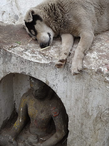 Dog, Statue, Buddha, Homeless, Animals, sleep, outdoors, nepal, one animal, animals in the wild, animal wildlife