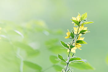 green plants, green, leaf, plant, nature, blur, flower, garden, outdoor, field, green color