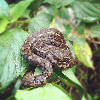 python, baby snake, nature, animal, reptile, wildlife, young, wild, australian, snake, poisonous