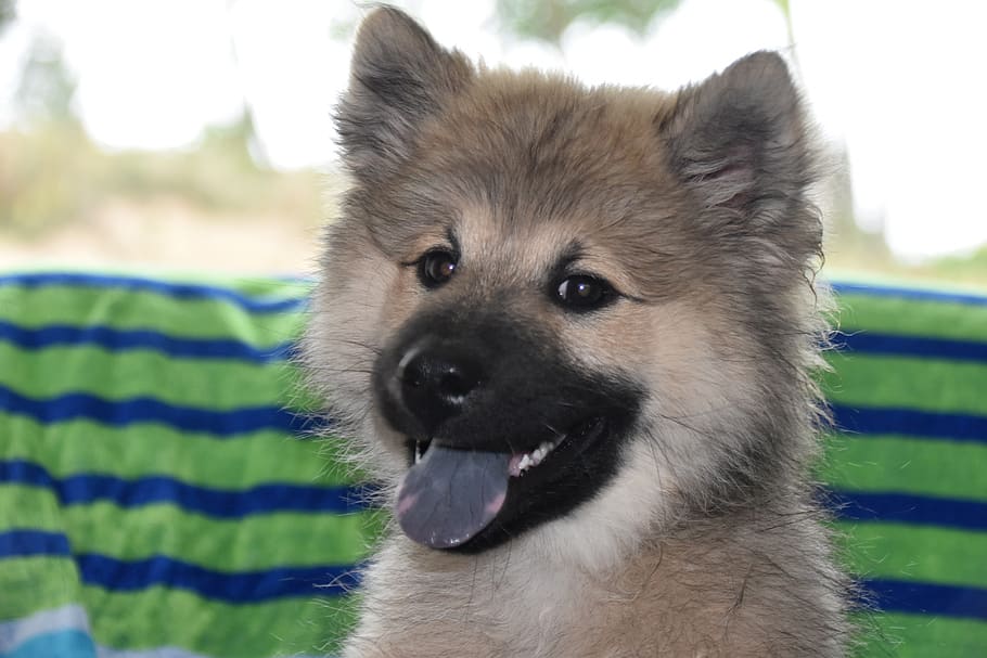 dog, pup, puppy, female, bitch panda, dog color dark sable, black mask