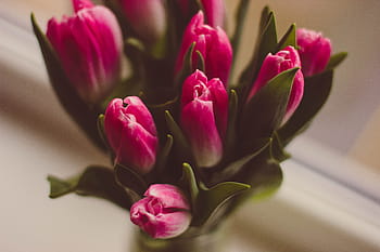 růžový, tulipány, selektivní, zaostřovací fotografie, fotografie, bílý, okvětní lístek, květ, tulipán, rostlina, váza