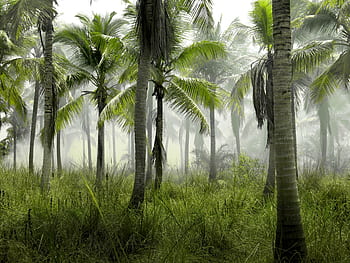 palmeras, selva, tropical, verde, hierba, naturaleza