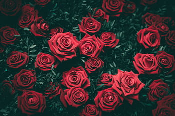 röd, reste sig, bukett, blomma, ro, kronblad, gåva, kärlek, ros, bakgrunder, romantik