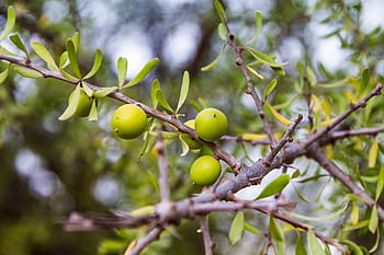 albero, ramo, natura, foglia, frutta, argan