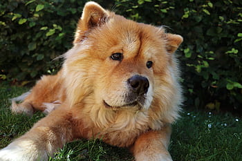 chow chow, dog, pet, cute, chow-chow, chow, adorable, outdoor, furry