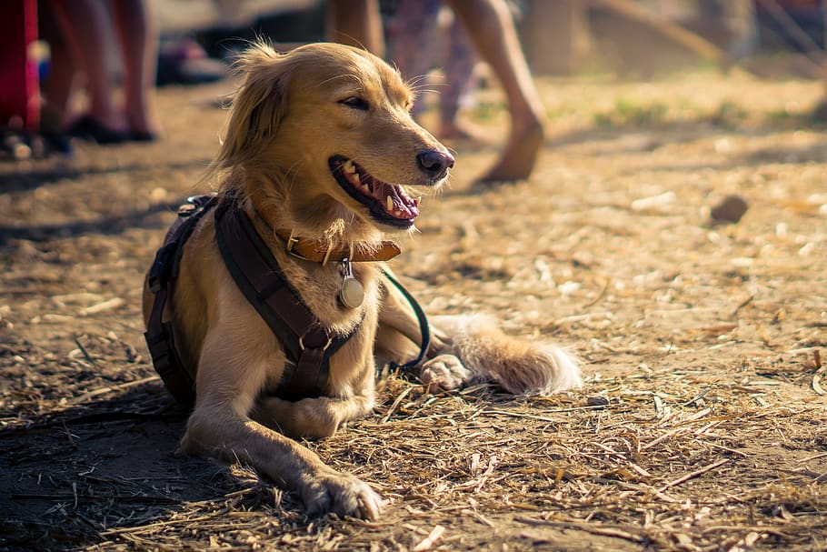 dog, animal, pet, cute, doggy, hund, friend, adorable, nature, portrait, happy