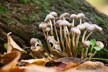 europe, germany, thuringia germany, nature, forest, magical creatures, creature, mushrooms, autumn