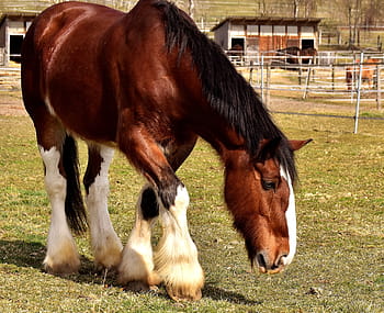 brown, white, horse, field, daytime, shire horse, coupling, wildlife photography, reitstall, animal world, meadow