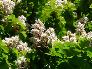 obyčejný, Kaštan, květiny, obyčejné rosskastanie, květenství, strom, listy, bílý, květ, květinová plnost, aesculus hippocastanum