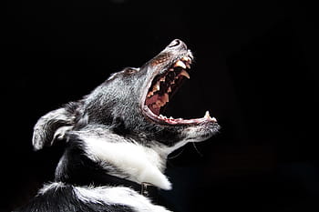 dog barking, Dog, Barking, animal, pet, public domain, black Background, canine, pets, animal Teeth, black Color